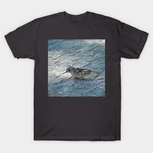 Sparrow Bird Closeup Urban Wildlife T-Shirt